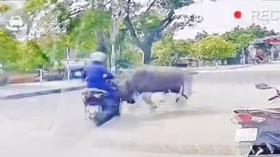 Trâu "điên" lao ra đường, húc gãy xương sườn người phụ nữ ở Thanh Hóa
