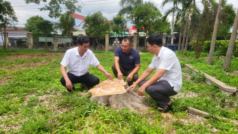 Xem xét trách nhiệm nguyên chủ tịch xã chỉ đạo chặt cây trước ngày sáp nhập