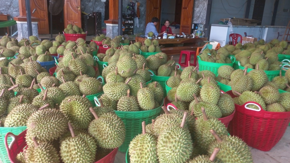 307 Khanh Hoa sau rieng 2.jpg