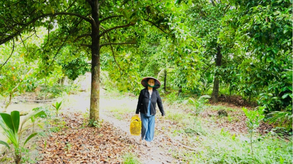 Măng cụt mất mùa, giá cao nhưng nông dân vẫn "thiệt kép"
