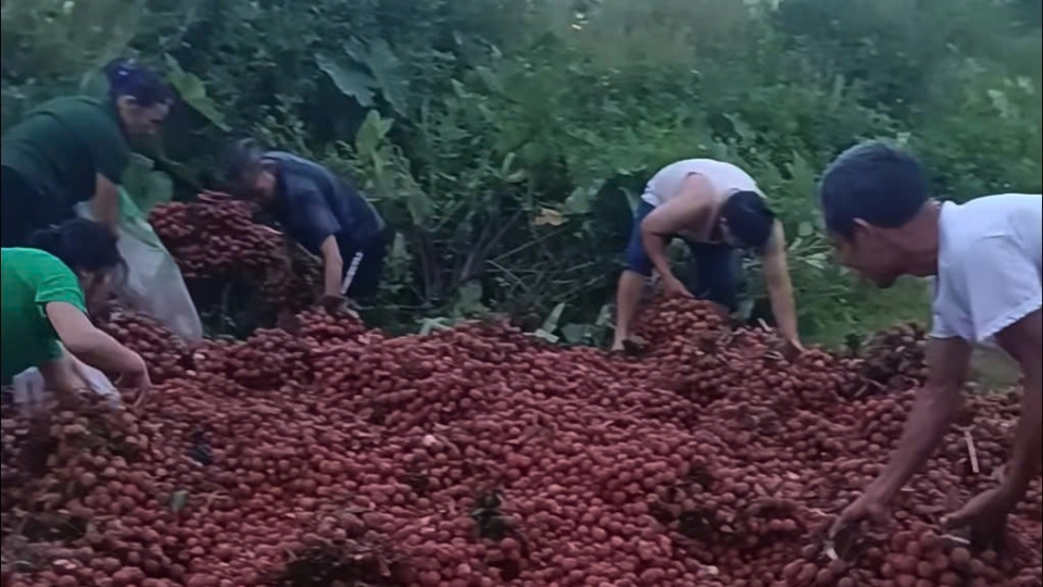 Giao công an điều tra, làm rõ thông tin bị “hôi” hết 4 tấn vải thiều ở Hà Nội