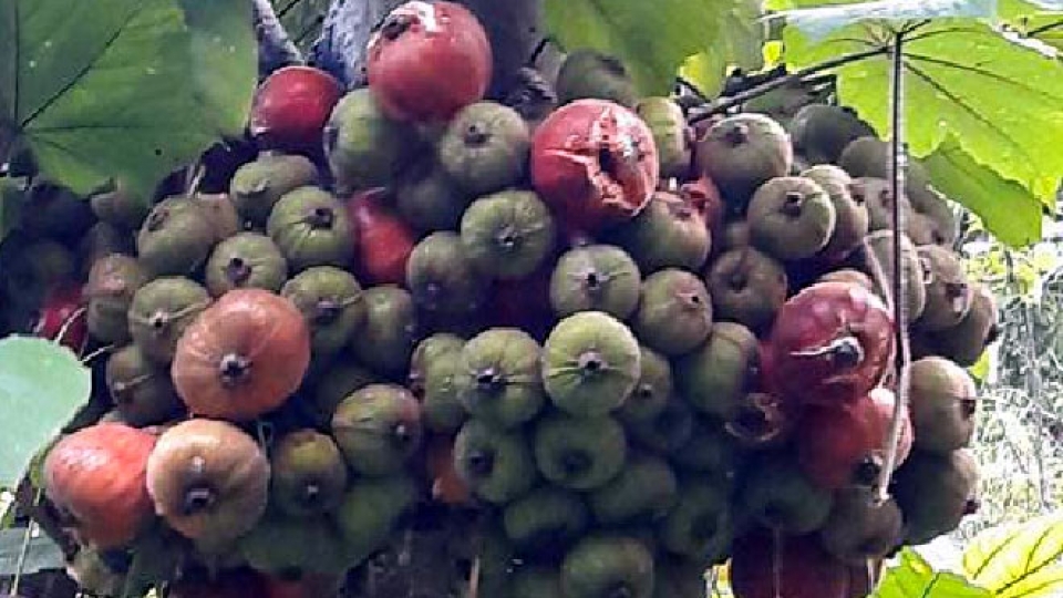 Quả dại rừng thành đặc sản mùa Hè giá 70.000 đồng/kg