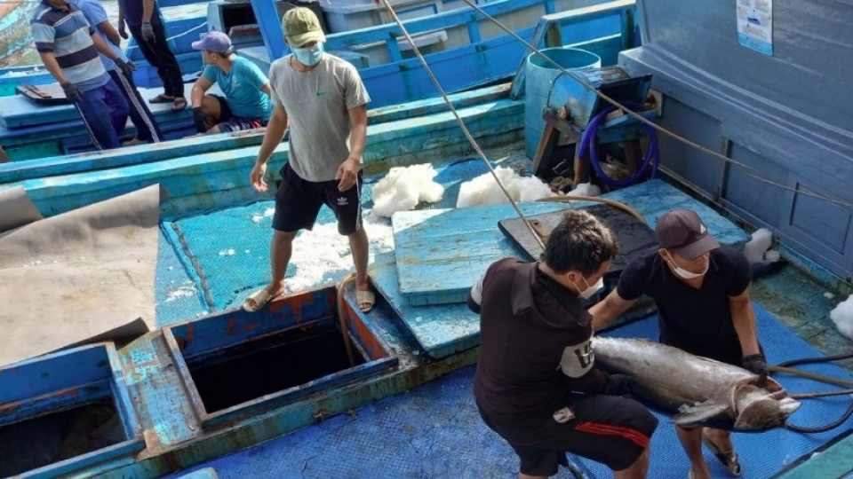 Export decline clouds outlook for Vietnamese tuna in second half