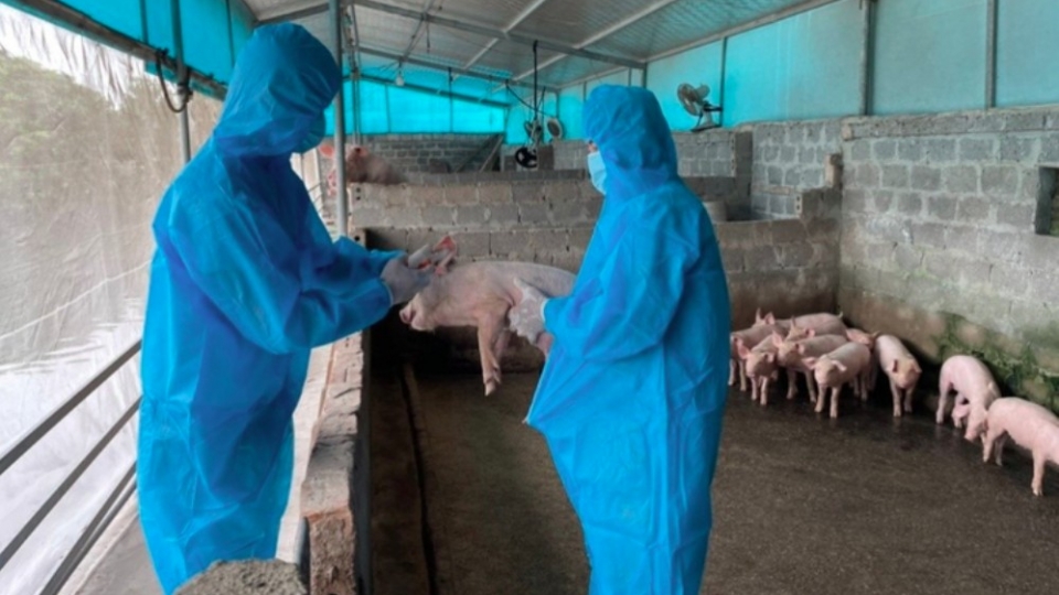 Since the beginning of the year, more than 514 ASF outbreaks have been reported in 28 out of 34 provinces and cities.jpg