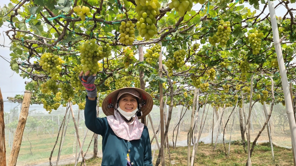 Tỉnh Khánh Hòa (mới) đa dạng các loài cây ăn quả cho giá trị cao.jpg
