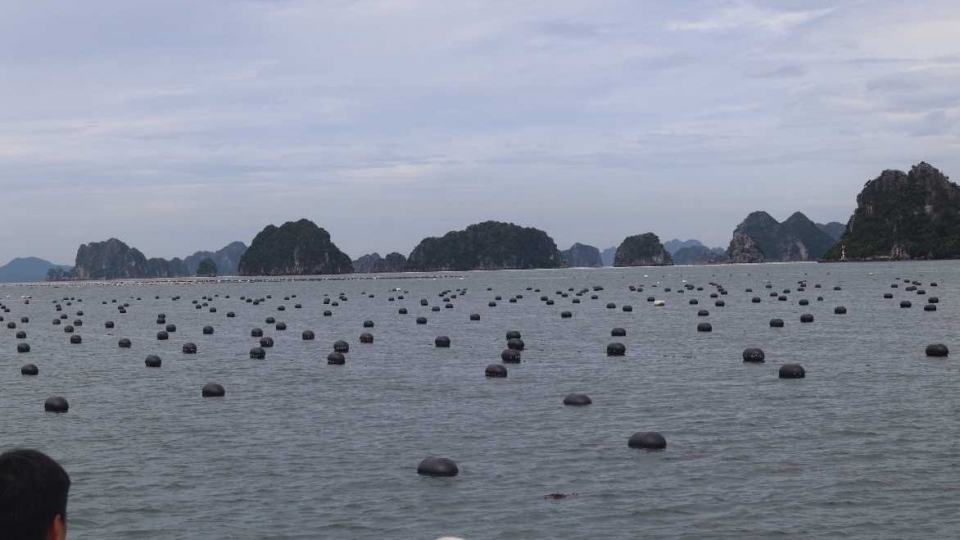 bao wipha.jpg