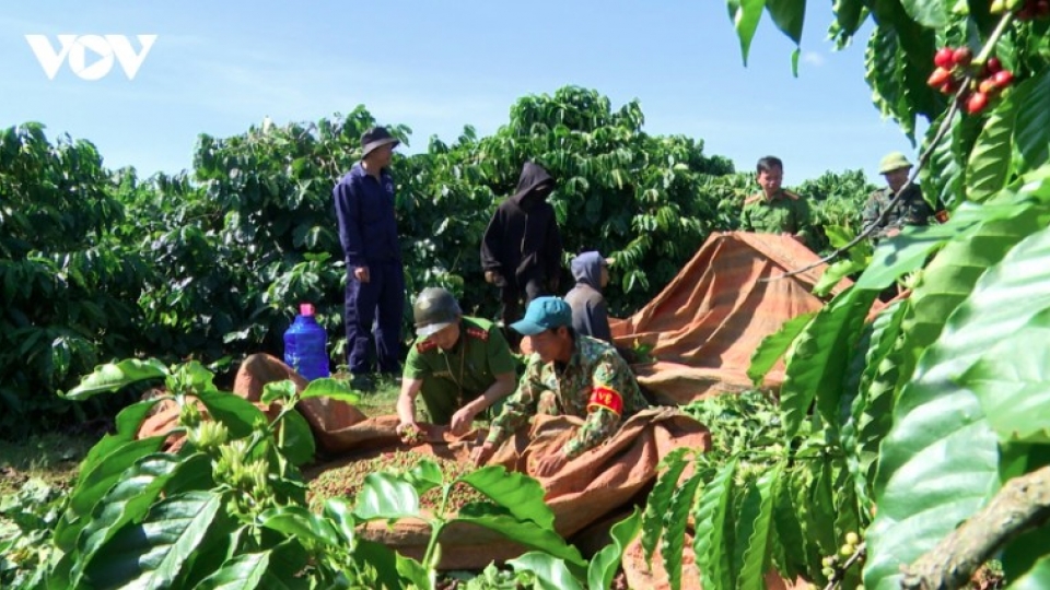 Six-month coffee export earnings hit over US$5 billion, meeting yearly target