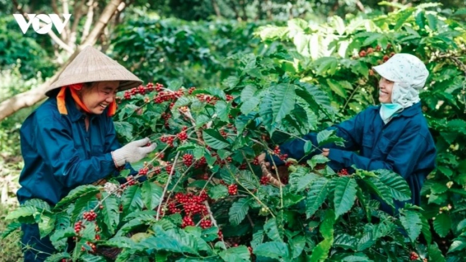 Shrimp, coffee, and durian fuel July surge in agro-exports