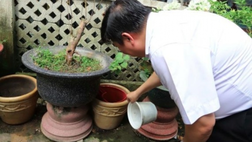 dengue.jpg