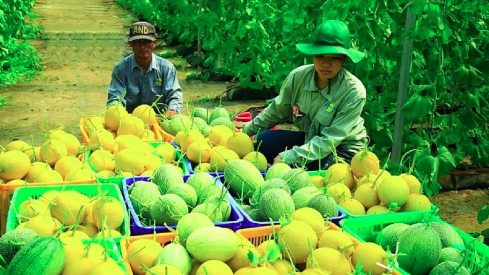 Singapore trade event to strengthen foothold of Vietnamese fruit, vegetables