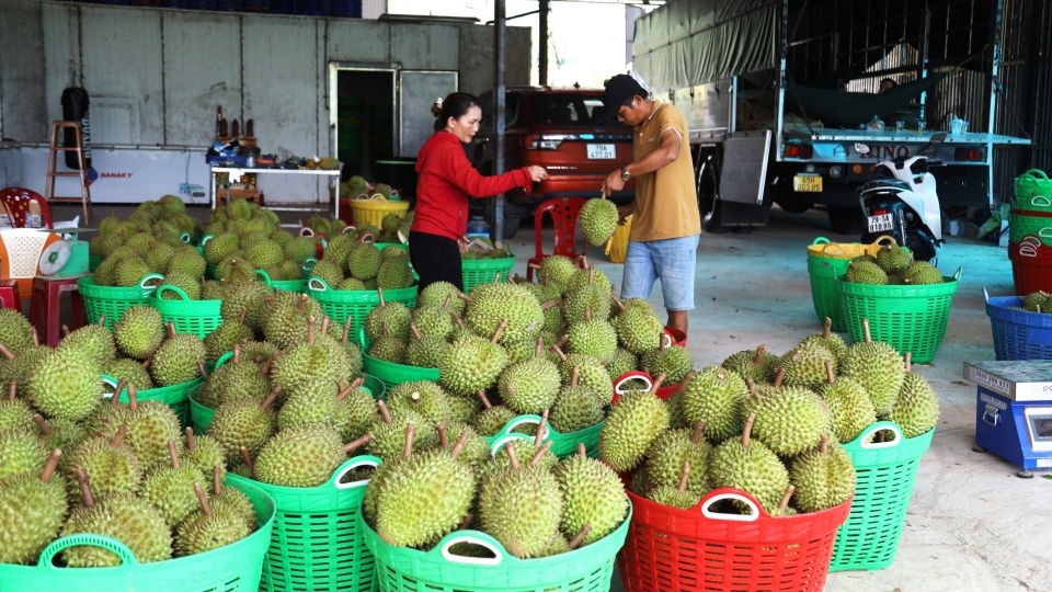 mot_co_so_thu_mua_sau_rieng_o_xa_tay_khanh_son_tinh_khanh_hoa_20250716160133.jpg