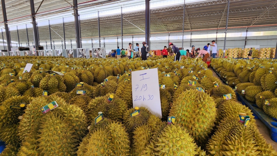 nam_2025_san_luong_sau_rieng_dak_lak_du_kien_dat_khoang_400.000_tan.jpg