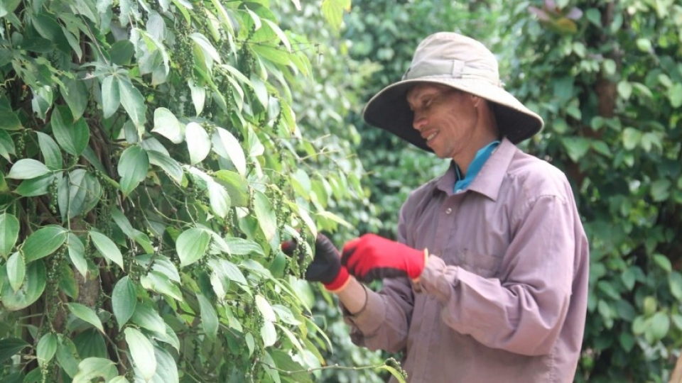 pepper ngoai.jpg