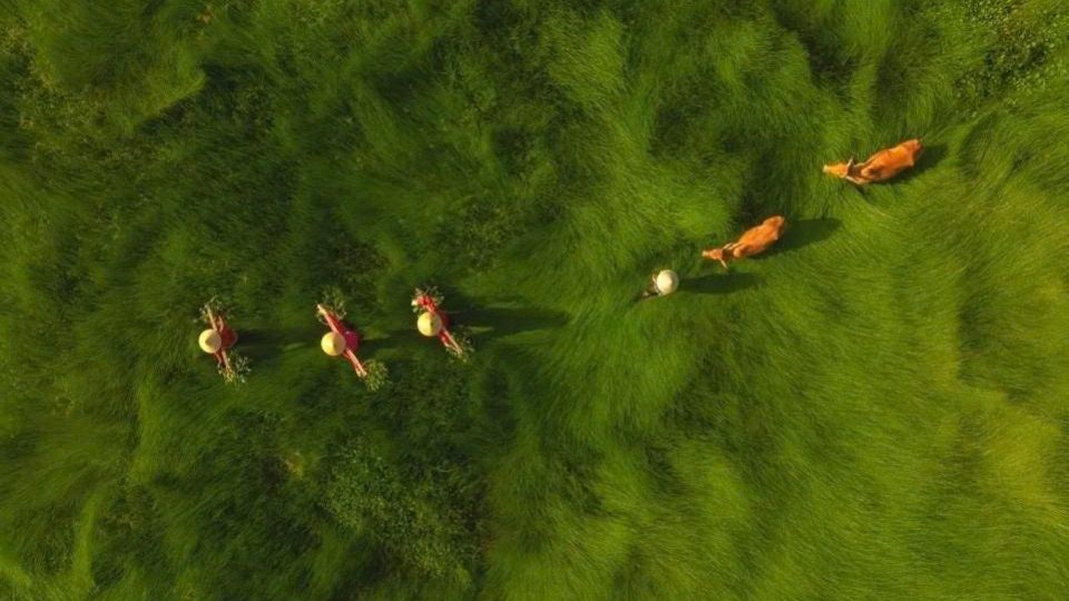 Photo of central Vietnam sedge harvest honoured at Int’l photo contest