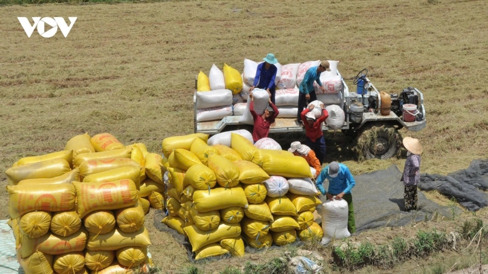 Singapore is third largest buyer of Vietnamese rice