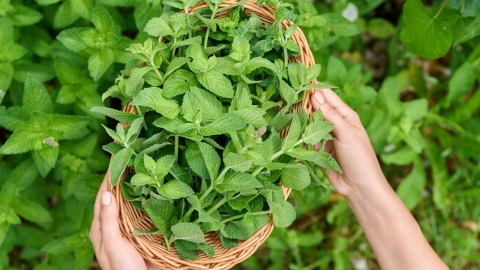 Việt Nam có loại lá vừa là gia vị vừa là "thần dược tự nhiên" tốt cho sức khỏe