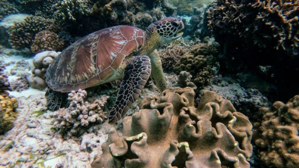 Rare green sea turtle safely returned to the sea in Quang Ninh