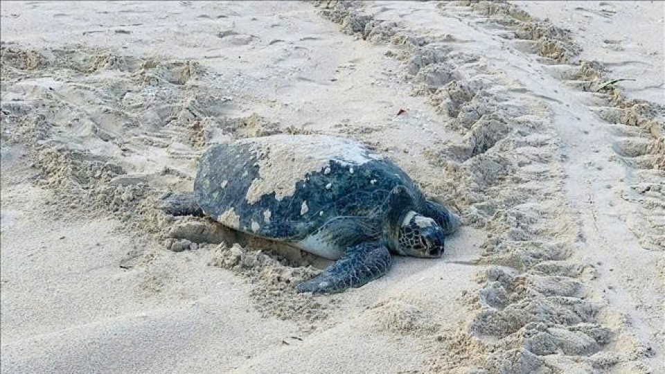 turtles.jpg