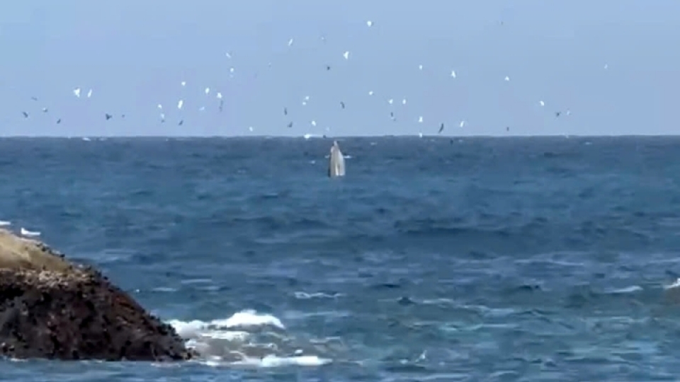 Huge whale makes surprise appearance in Nha Trang Bay