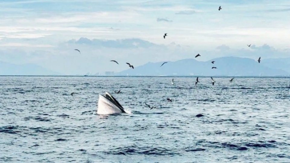 Tourists thrilled to witness whale feeding in Nha Trang Bay