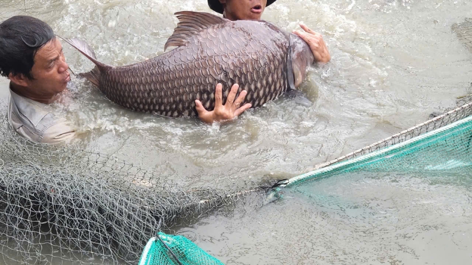 Tỷ phú cá hô ở miền Tây