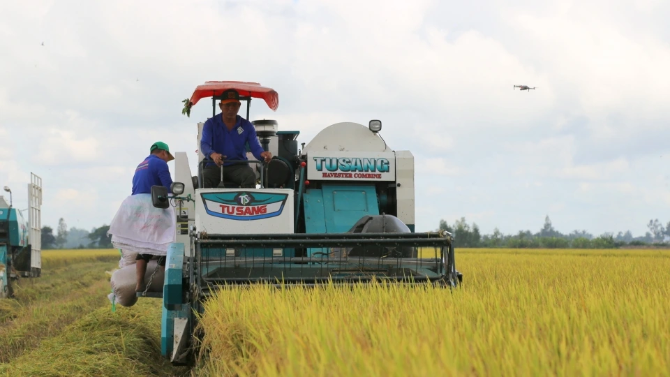 Đề án 1 triệu hecta được triển khai ở vùng ĐBSCL.JPG