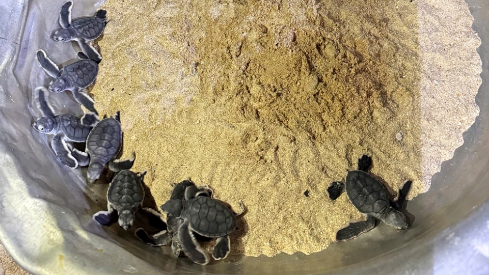 11 newly hatched turtles in Gia Lai released into the wild 1.jpg