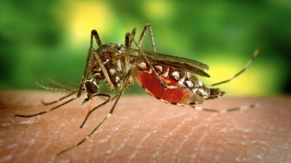 Chikungunya is an acute infectious disease caused by the Chikungunya virus, transmitted through the bite of Aedes mosquitoes  1.jpg