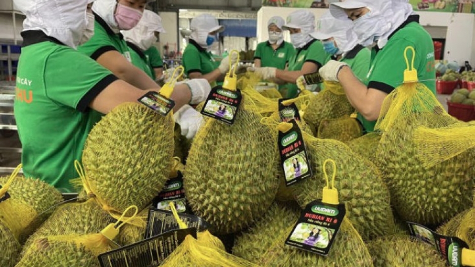 Durian ranks among Vietnam’s key agricultural exports to China.jpg