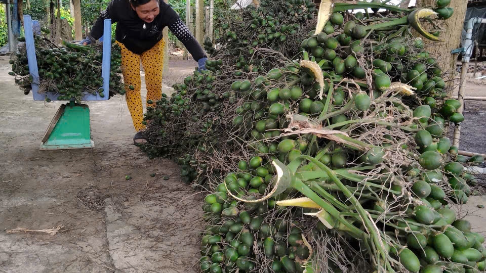 Giống cau Vú bò tại tỉnh Đồng Tháp giá khoảng 30 nghìn đồng_kg.jpg