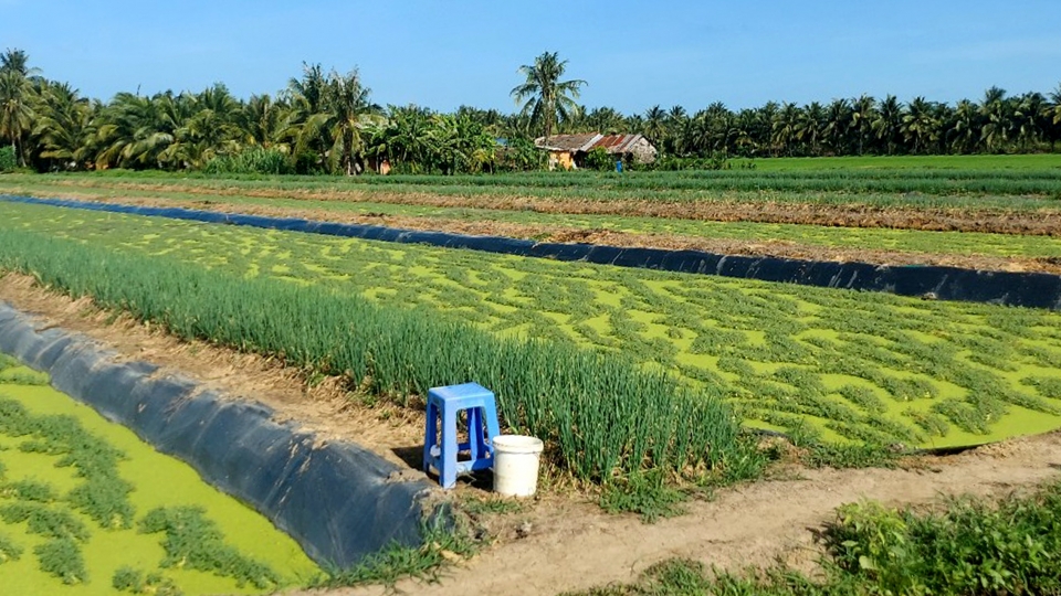 Mô hình rau nhút xen hành lá của nông dân Phong Thạnh.jpg