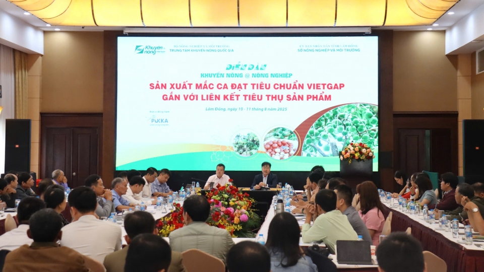 San xuat mac ca dat tieu chuan VietGAP gan voi lien ket tieu thu san pham 6.jpg