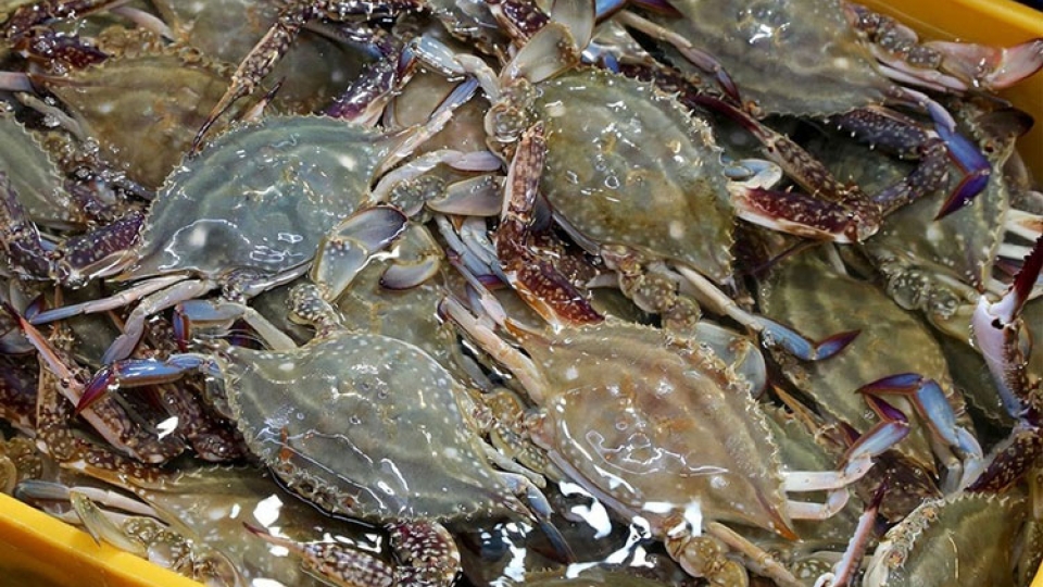 Crab exports hit 10-year high in first quarter
