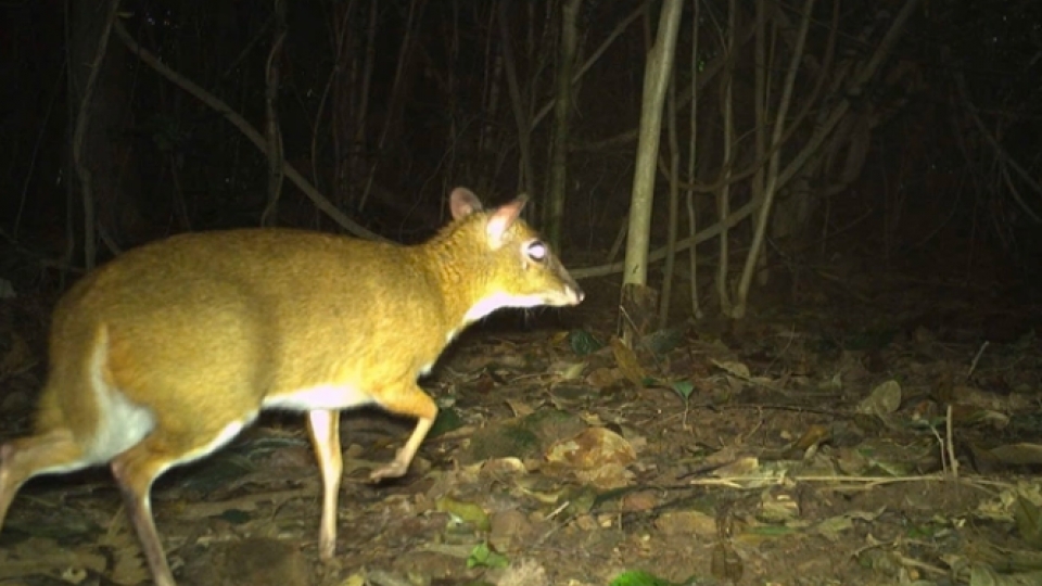 Rare animals seen through camera traps in Phong Nha- Ke Bang National Park