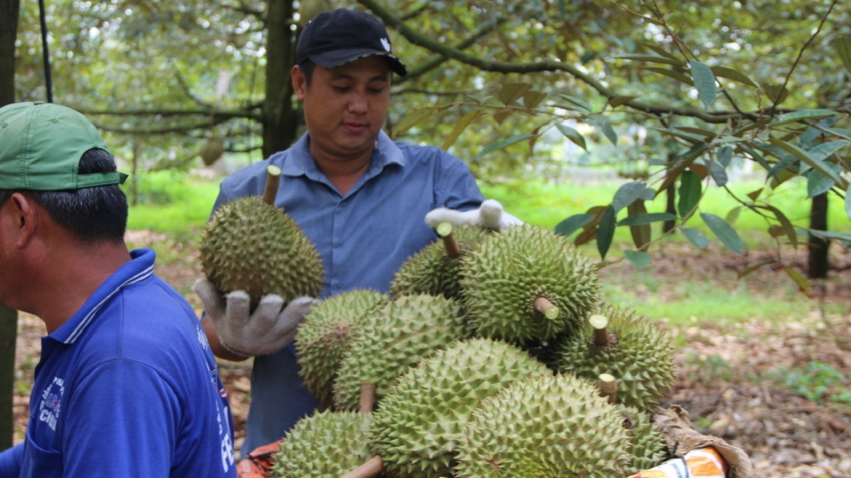 sau_rieng_4_.jpg
