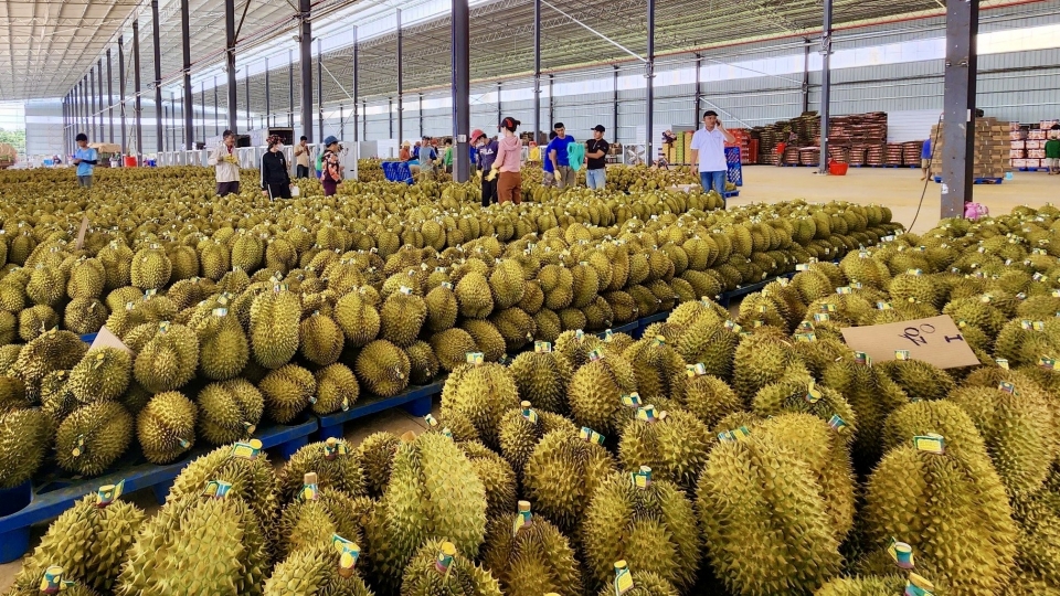 sau_rieng_4_20250731192115.jpg