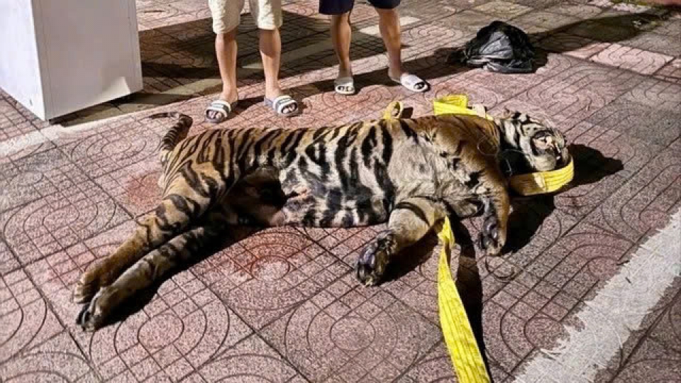 Frozen tiger carcass found hidden in bus compartment from Laos to Vietnam