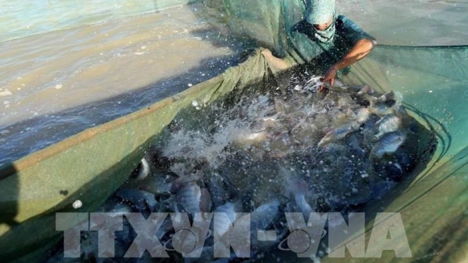 New opportunity for Vietnam’s tilapia exports