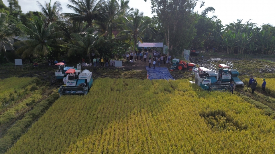 Đề án 1 triệu hecta lúa chất lượng cao, phát thải thấp đang định hình lại ngành hàng lúa gạo theo hướng hiện đại, bền vững.jpg