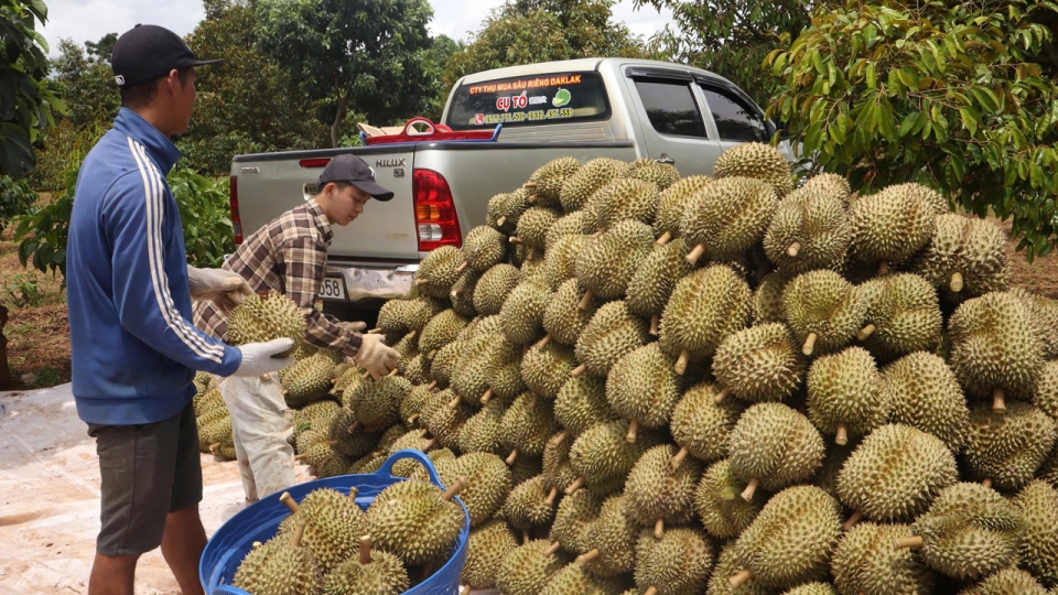 4_9_sau_rieng_3.jpg