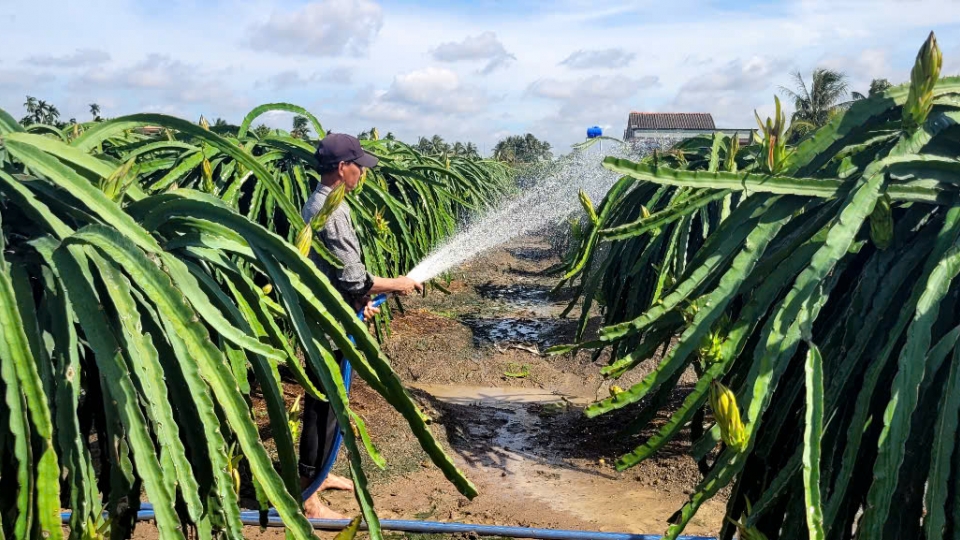 Cây thanh long là một trong số cây ăn trái đặc sản cho kinh tế cao ở tỉnh Đồng Tháp.jpg