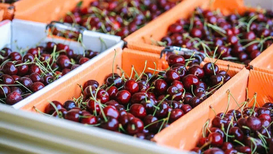 Cherry imported from the United States hit the shelf of many supermarkets nationwide.jpg