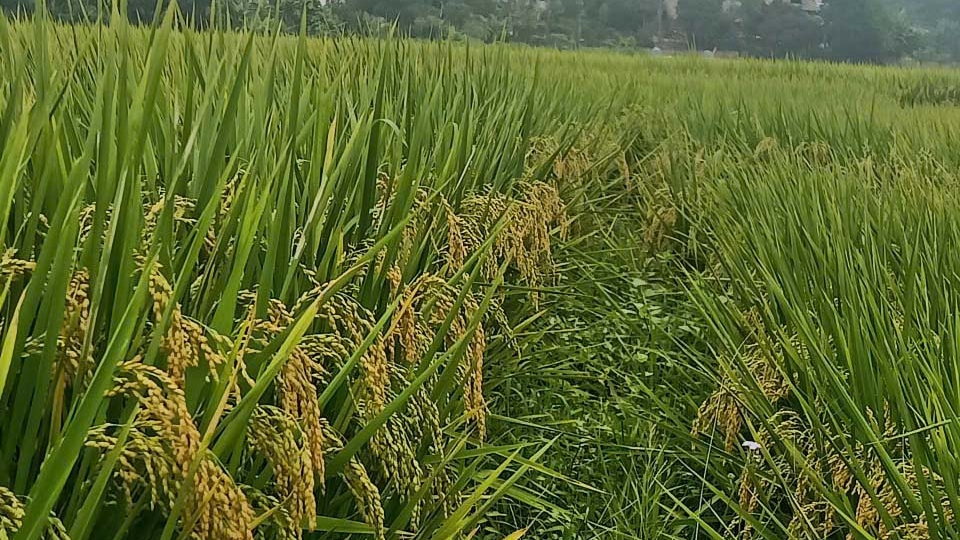 Mô hình mới cho sản lượng lúa tăng cao trong khi chi phí giảm rõ rệt.jpg