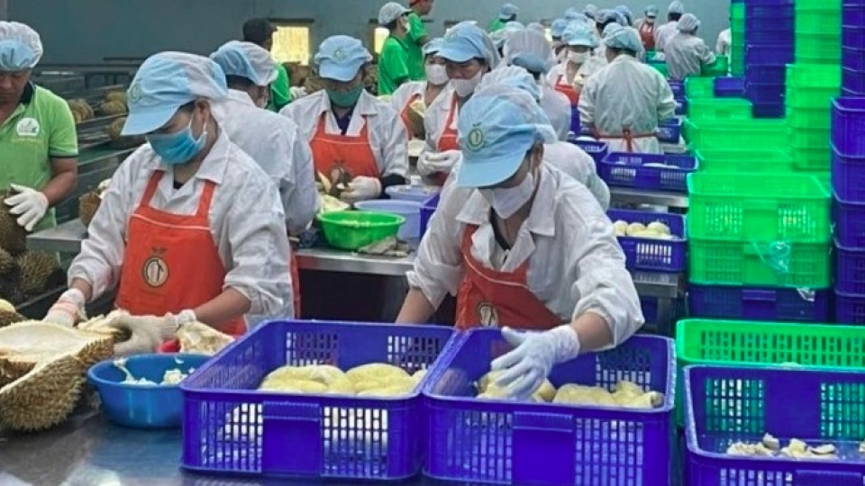 Durian drives export recovery as prices climb