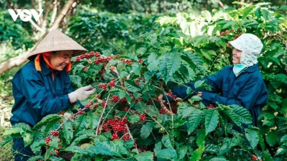 Eight-month coffee exports reach record high in volume and value