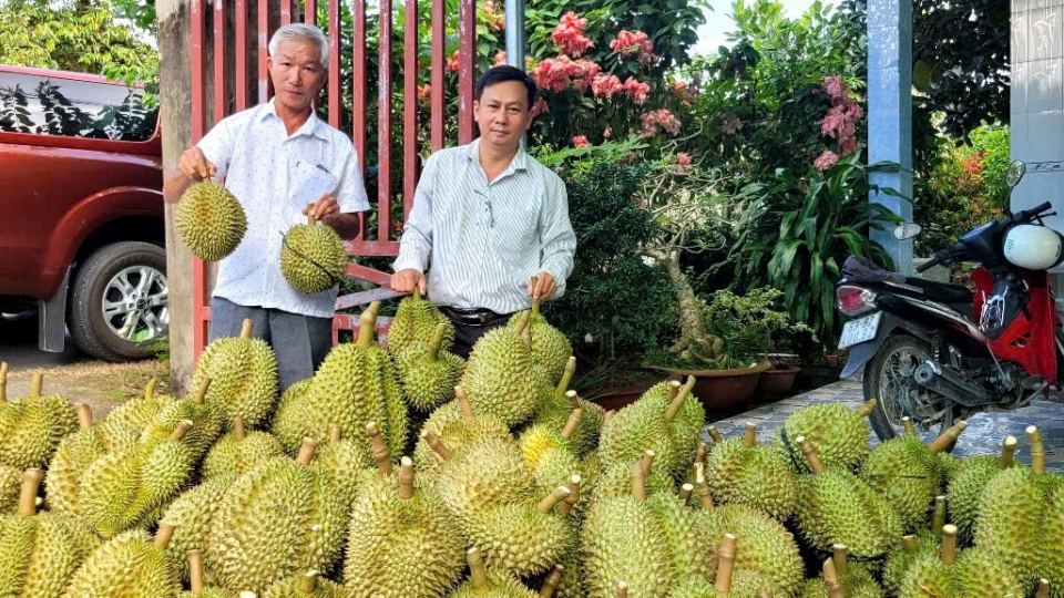 Trái sầu riêng cuối vụ giá cao nhưng khan hàng.jpg