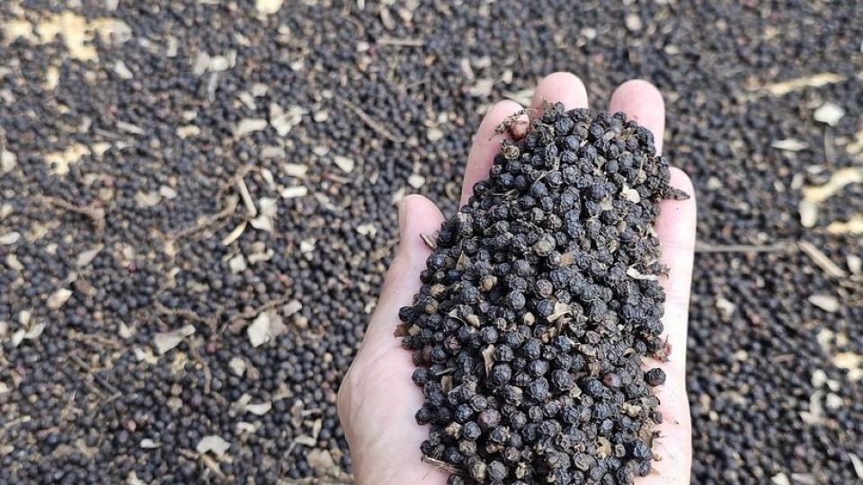 pepper exports.jpg