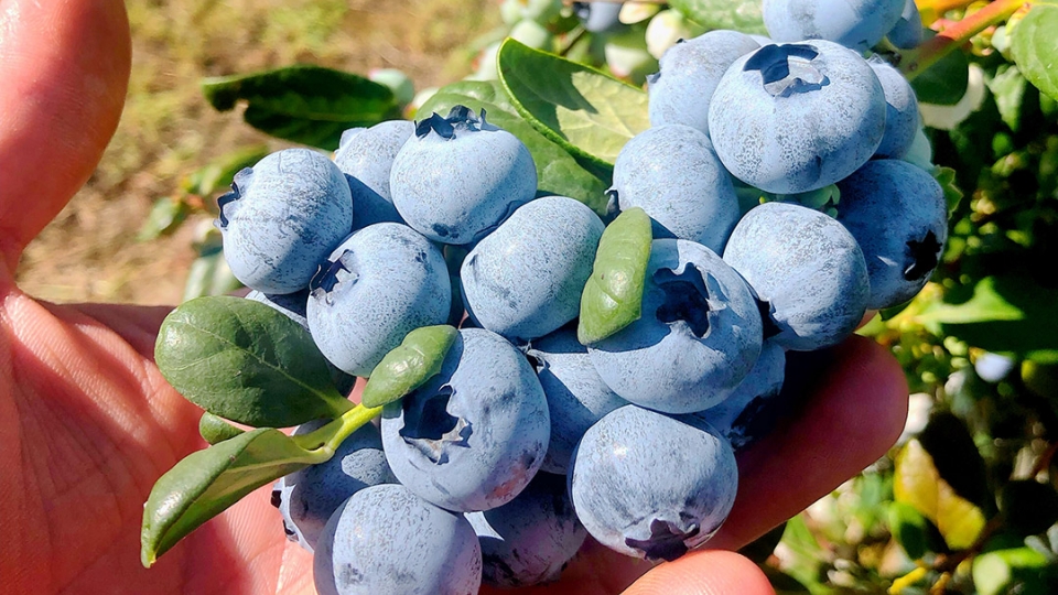 Australia to export fresh blueberries to Vietnamese market.JPG