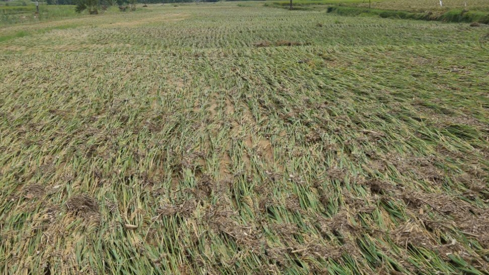 Cây lúa đang vào độ chắc xanh thì ngã rạp trong lũ..jpg