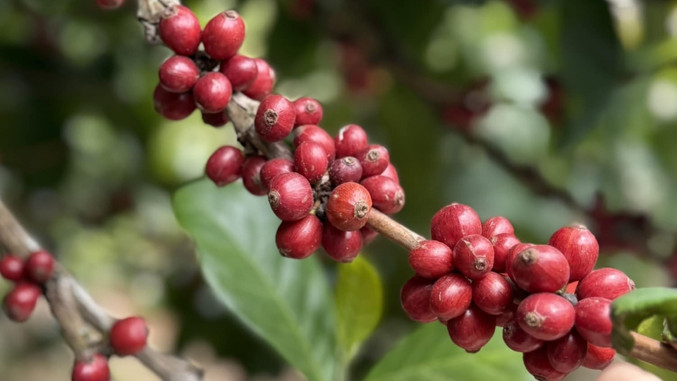 Lâm Đồng tích cực mở rộng diện tích sản xuất cà phê chất lượng cao để nâng cao giá trị sản phẩm..jpg